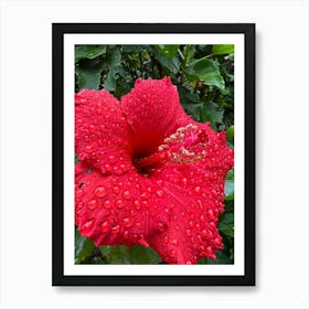 Raindrops On Hibiscus Flower Art Print