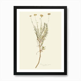 Sage flowers 2 Art Print