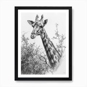 Giraffe With Their Head In The Branches Pencil Drawing 2 Art Print