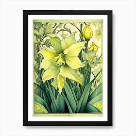 Daffodil 3 Floral Botanical Vintage Poster Flower Art Print