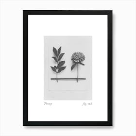 Peony Botanical Collage 2 Art Print