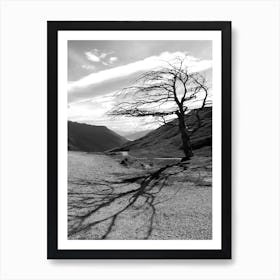 Lonely Tree - New Zealand Art Print