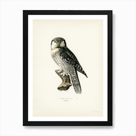 Northern Hawk Owl, The Von Wright Brothers Art Print