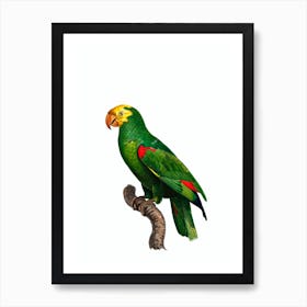 Vintage Yellow Crowned Amazon Parrot Bird Illustration on Pure White n.0030 Art Print