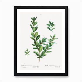 Buxus Sempervirens, Pierre Joseph Redoute Art Print