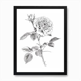 Black And White Rose Line Drawing 5 Art Print