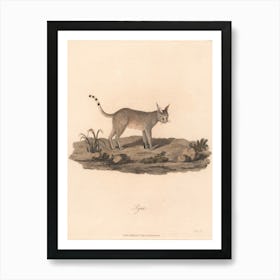 Lynx, James Heath Art Print