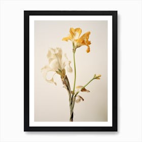 Pressed Flower Botanical Art Freesia 2 Art Print