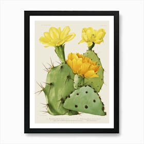 Flowering Cactus Art Print