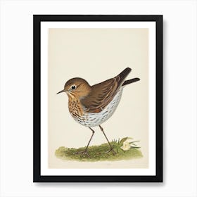 Hermit Thrush Illustration Bird Art Print