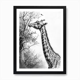 Giraffe With Head In The Branches Pencil Drawing 7 Art Print