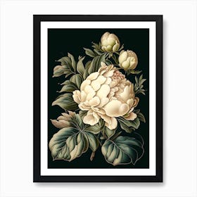 Gardenia Peonies Black Vintage Botanical Art Print