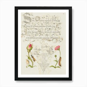 Wainscot, French Rose, Wasplike Insect, English Daisy, And Caterpillar From Mira Calligraphiae Monumenta, Joris Hoefnagel Art Print