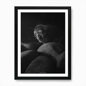 A Primate Monkey Amongst The Rocks Looks Up To Meet The Sun Black and White Art Print