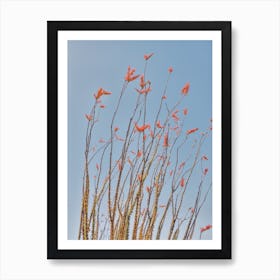 Ocotillo Flower Blooms Art Print