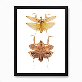 Two Big Insects 2 Art Print
