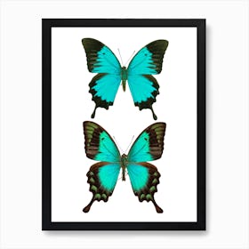 Two Bright Blue Butterflies 2 Art Print