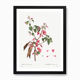 Judas Tree, Pierre Joseph Redoute Art Print