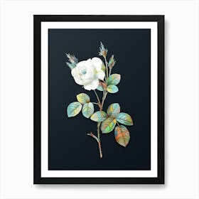 Vintage White Misty Rose Botanical Watercolor Illustration on Dark Teal Blue n.0930 Art Print