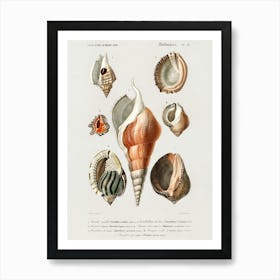 Different Types Of Mollusks, Charles Dessalines D'Orbigny 1 Art Print