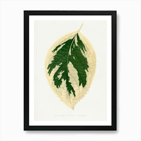 Vintage Botanical Art Print _2643238 Art Print