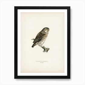 Glaucidium Passerinum, The Von Wright Brothers Art Print