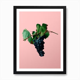 Vintage Grape Vine Botanical on Soft Pink n.0031 Art Print