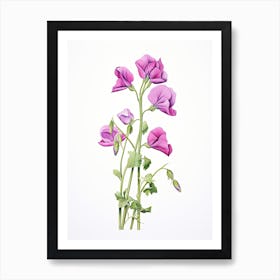 Sweet Peas Flower Vintage Botanical 1 Art Print