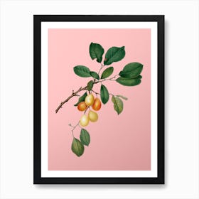 Vintage Cherry Botanical on Soft Pink Art Print