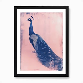 Pink & Blue Peacock Cyanotype Style 5 Art Print