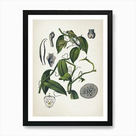 Vintage Bollmann 5 Vanille Art Print