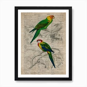 Parakeet Dictionnaire Universel Dhistoire Naturelle  Art Print