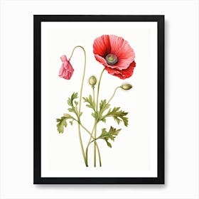 Poppies Flower Vintage Botanical 1 Art Print