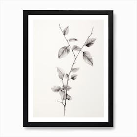 Vintage Leaf Sketch Art Print