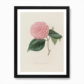 Camellia 9 Art Print