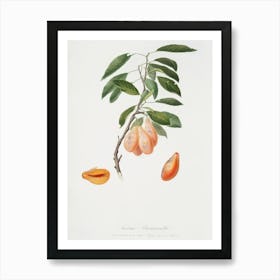 Plum (Prunus Ligustica) From Pomona Italiana (1817 1839), Giorgio Gallesio Art Print