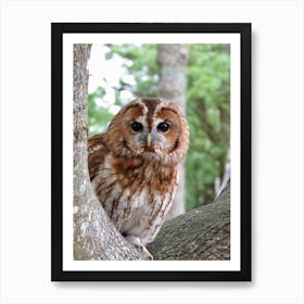 Barn Owl Hunting Tree Countryside Art Print