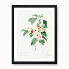 Antique Plant, Pierre Joseph Redoute (2) Art Print