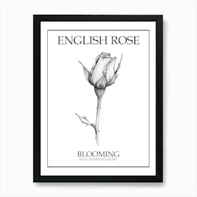 English Rose Blooming Line Drawing 1 Poster Art Print