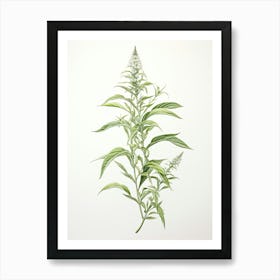 Lemon Verbena Vintage Botanical Herbs 2 Art Print