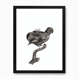 Vintage Guianan Cock Of The Rock Male Bird Illustration on Pure White Art Print