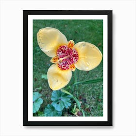 Yellow Orchid Art Print