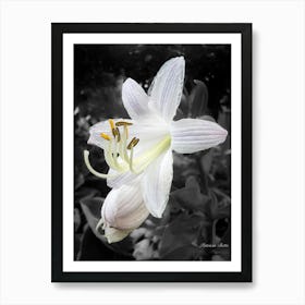 White Lily Poster