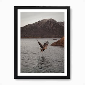 Sea Eagle Over Lake Art Print