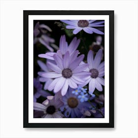 Purple Daisy | Flowers | Nature Art Print