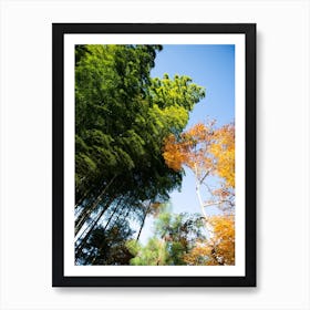 Canopy Art Print