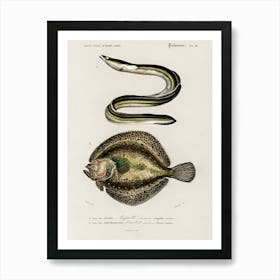 Different Types Of Fishes, Charles Dessalines D'Orbigny 7 Art Print