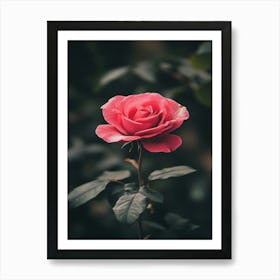 Pink Rose 60 Art Print