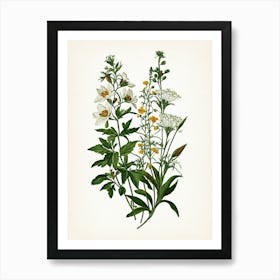 Vintage Botanical Galleria Style Wildflower Painting 47 Art Print