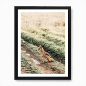 Coyote In Field Art Print